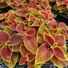 Solenostemon Scutellarioides Coleus