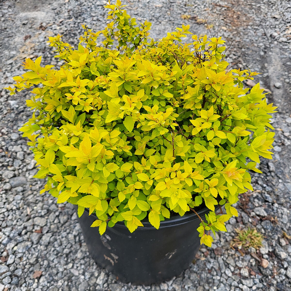 Elegant Gold Mound Spirea Images
