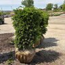 Taxus x media Hatfieldii Anglojap Yew