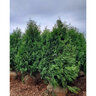 Thuja Occidentalis Elegantissima Arborvitae
