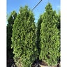 Thuja Occidentalis Arborvitae