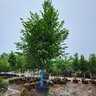 Ulmus Americana Princeton American Elm