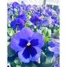 Viola X Wittrackiana Pansy