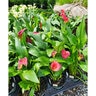 Zantedeschia Aethiopica Calla Lily