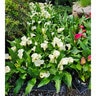 Zantedeschia Aethiopica Calla Lily
