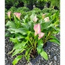 Zantedeschia Aethiopica Calla Lily