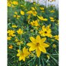 Coreopsis Verticillata Tickseed