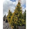 Thuja Plicata Canadian Gold Western Red Cedar