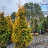 Thuja Plicata Canadian Gold Western Red Cedar