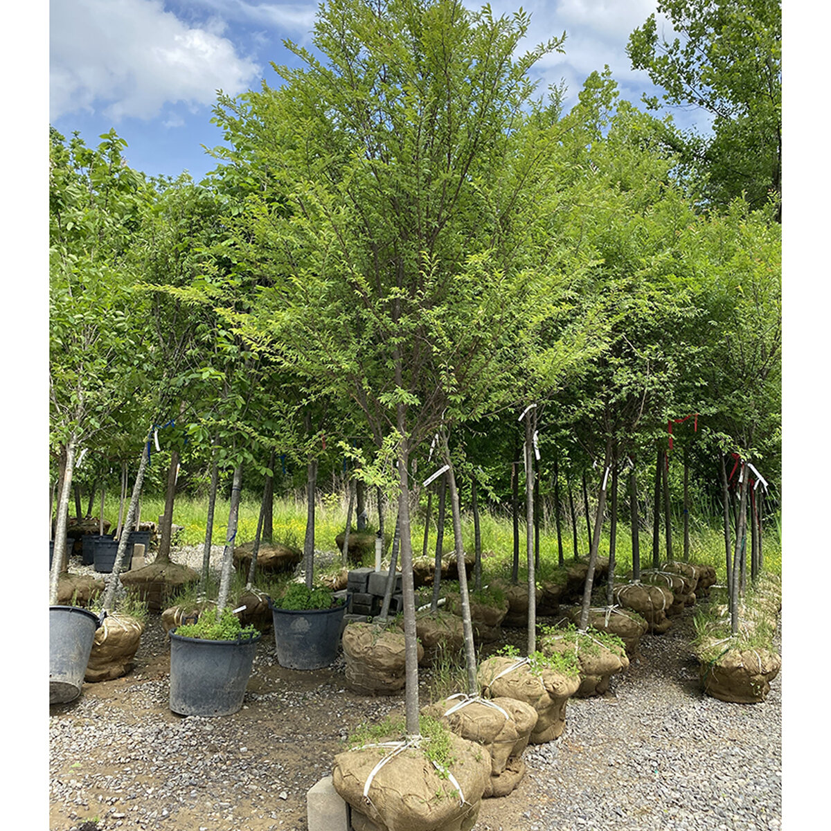 Ulmus Parvifolia Bosque Chinese Elm | SiteOne US