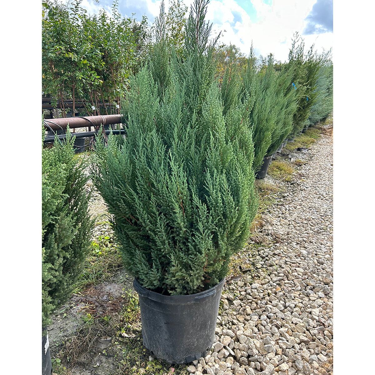 Juniperus chinensis Blue Point Chinese Juniper | SiteOne US