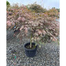 Acer Palmatum var. Dissectum Tamukeyama Cutleaf Japanese Maple 30 in. Width 15 gal. Container