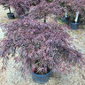 Acer Palmatum var. Dissectum Tamukeyama Cutleaf Japanese Maple