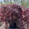 Acer Palmatum var. Dissectum Tamukeyama Cutleaf Japanese Maple
