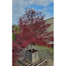 Acer Palmatum Sherwood Flame Japanese Maple