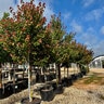 Acer Rubrum Summer Red Red Maple 3 gal. Container