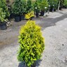 Thuja Occidentalis Yellow Ribbon Arborvitae