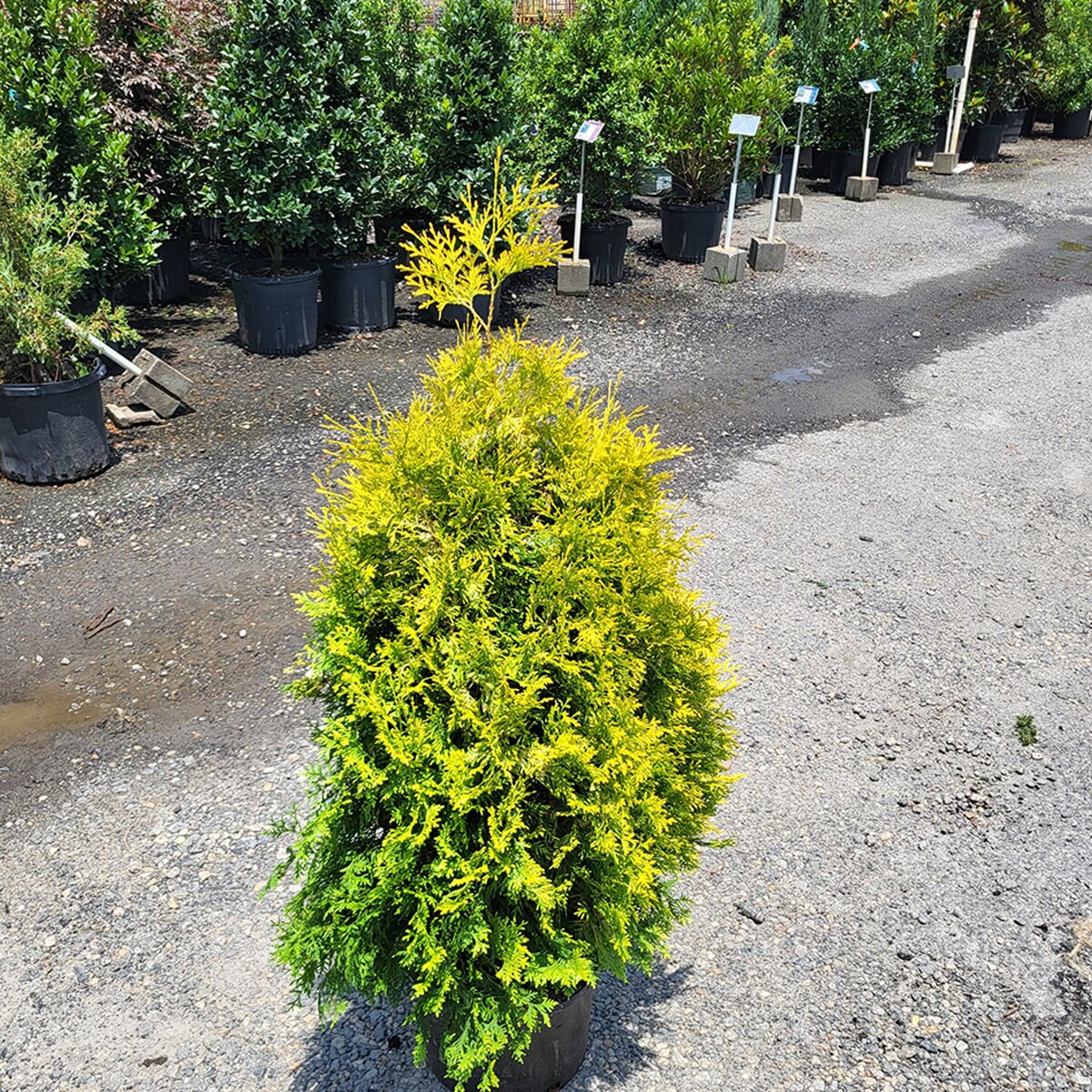 Thuja occidentalis Yellow Ribbon American Arborvitae | SiteOne US