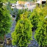 Thuja Occidentalis Yellow Ribbon Arborvitae