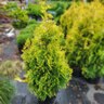 Thuja Occidentalis Yellow Ribbon Arborvitae