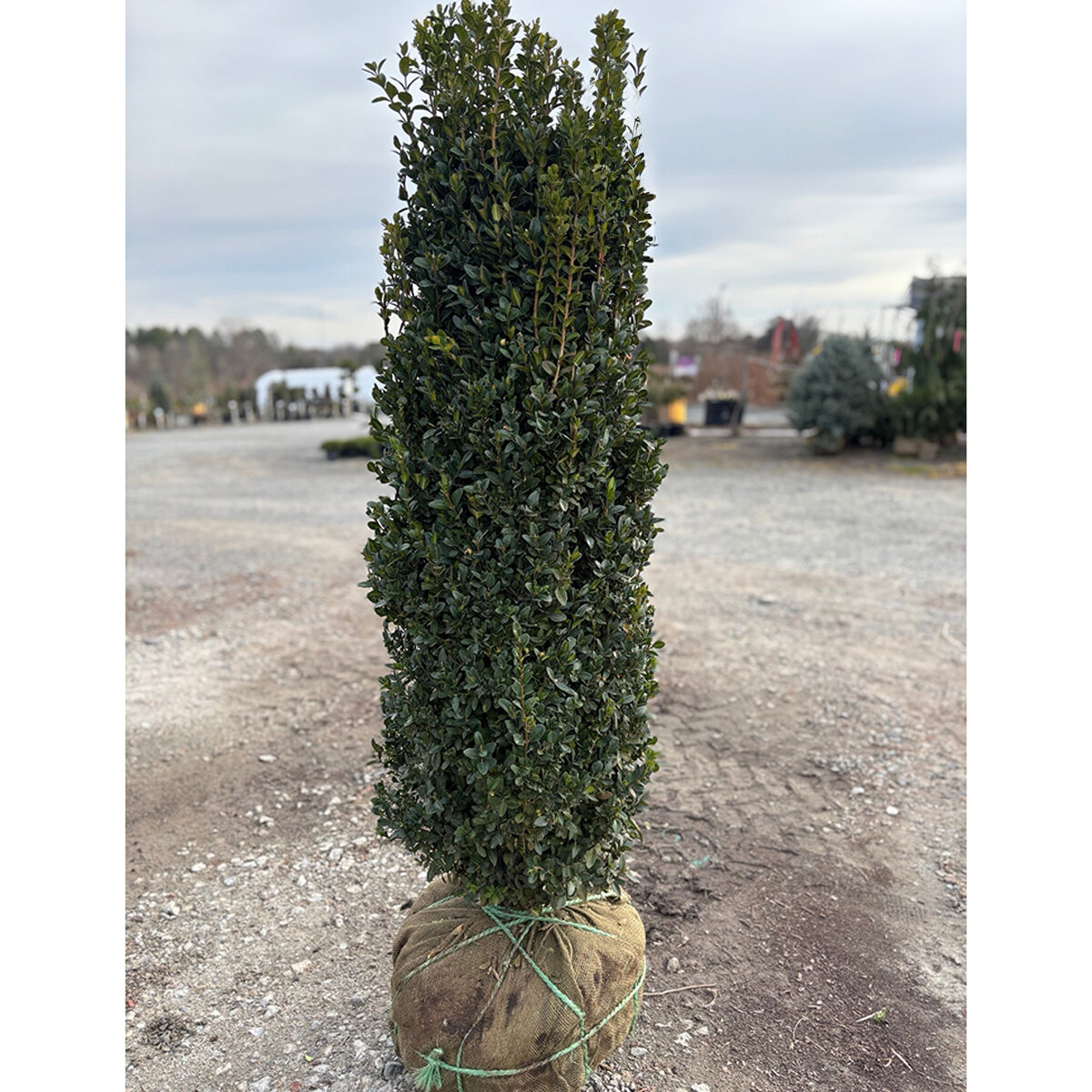 Buxus sempervirens Dee Runk Boxwood | SiteOne US