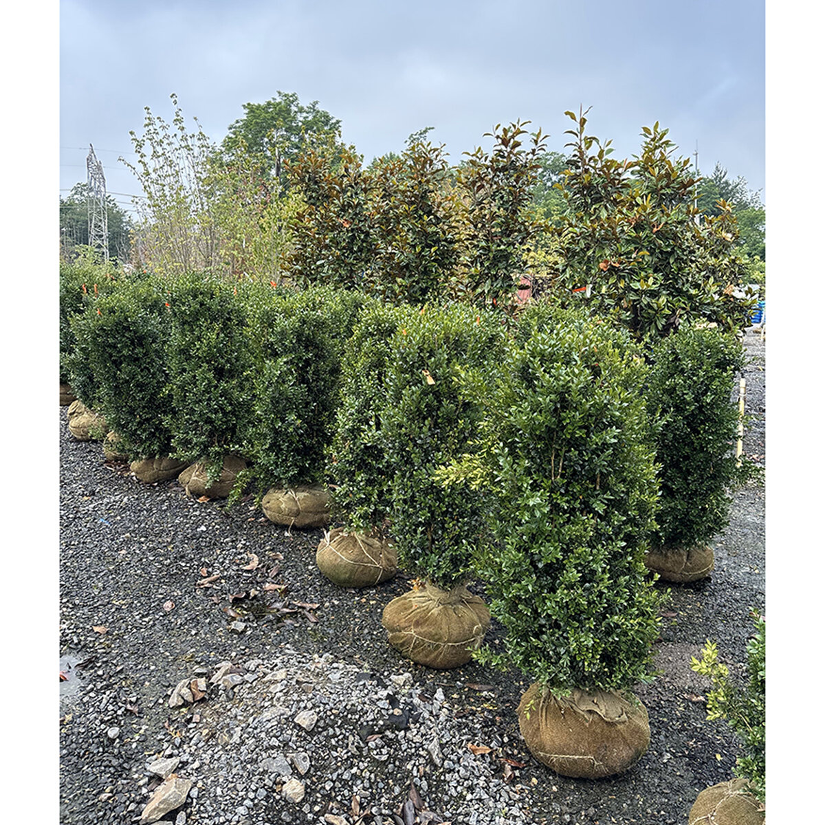 Buxus sempervirens Dee Runk Boxwood | SiteOne US