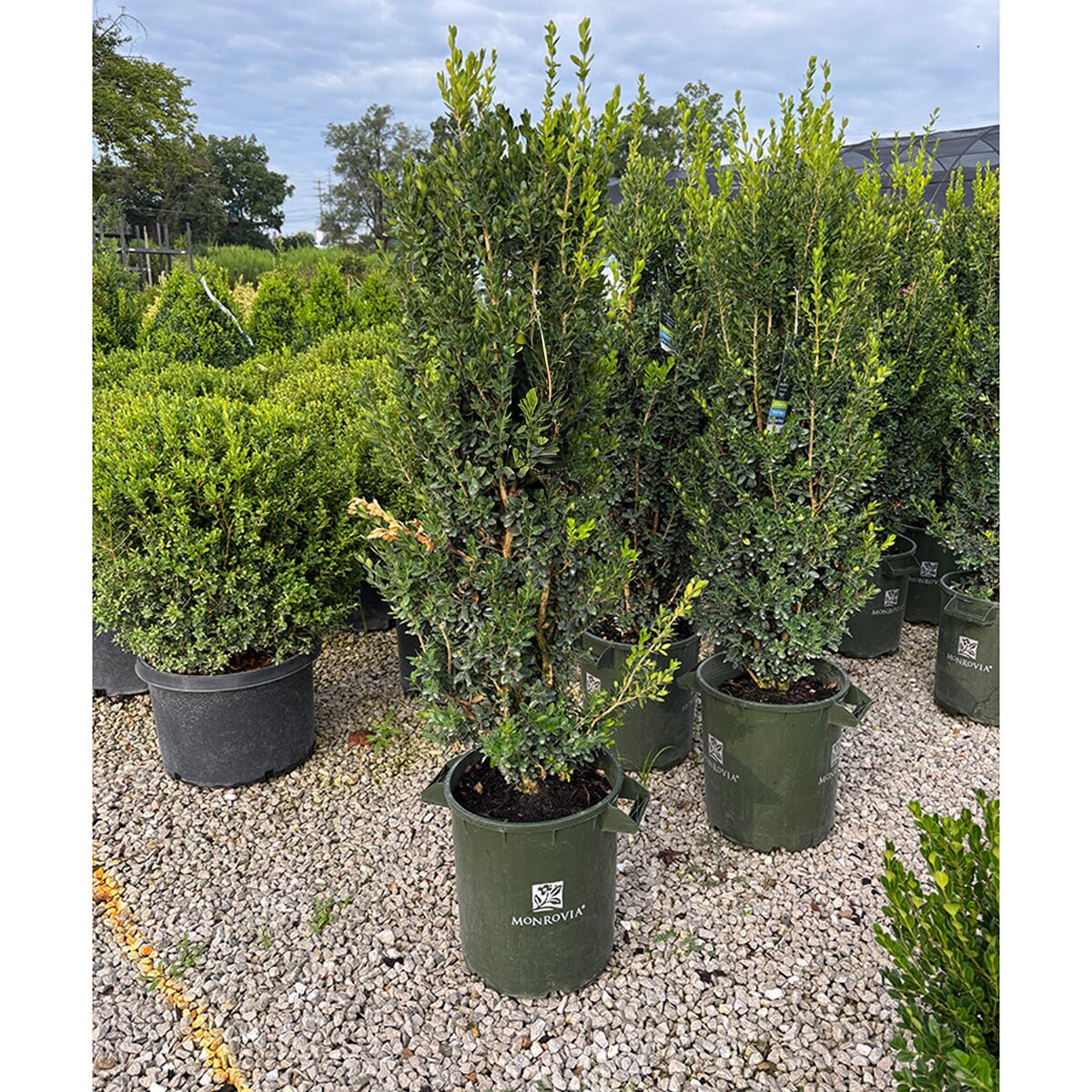 Buxus sempervirens Green Tower Monrovia Boxwood | SiteOne US