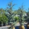 Cedrus atlantica Horstmann Blue Atlas Cedar