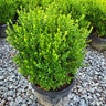 Buxus Microphylla var. Japonica Baby Gem Boxwood