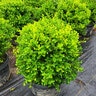Buxus Microphylla var. Japonica Baby Gem Boxwood
