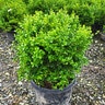 Buxus Microphylla var. Japonica Baby Gem Boxwood