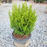 Buxus Microphylla var. Japonica Baby Gem Boxwood