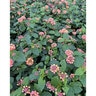 Lantana Camara Irene Lantana