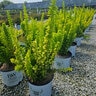 Berberis Thunbergii Sunjoy Gold Pillar Japanese Barberry