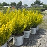 Berberis Thunbergii Sunjoy Gold Pillar Japanese Barberry