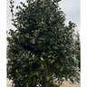 Ilex X Oakleaf Red Holly