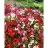 Begonia Semperflorens Bronze Leaf Mix Wax Begonia