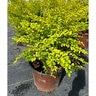 Ligustrum Sinense Sunshine Chinese Privet