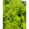 Ligustrum Sinense Sunshine Chinese Privet