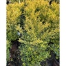 Ligustrum Sinense Sunshine Chinese Privet