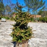 Chamaecyparis Obtusa Iseli Green Hinoki Cypress
