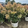 Hydrangea paniculata Color Choice Quick Fire Panicle Hydrangea