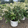 Hydrangea paniculata Color Choice Quick Fire Panicle Hydrangea