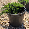 Juniperus Procumbens Green Mound Japanese Garden Juniper
