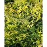 Nandina Domestica Lemon-Lime Heavenly Bamboo