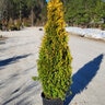 Thuja Occidentalis Jantar Amber Gold Arborvitae