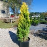 Thuja Occidentalis Jantar Amber Gold Arborvitae