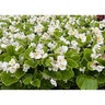 Begonia Semperflorens White Green Leaf Begonia