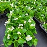 Begonia Semperflorens White Green Leaf Begonia