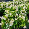 Begonia Semperflorens White Green Leaf Begonia